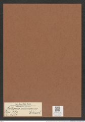 Auliscus americanus Ehrenb. (de-Toni-Nr.: Genus 171, Species 4387) Zeichnungen Sammlung Grunow Mappe 04334 (Herbarium_W_Grunow_drawings_Folder_04334)